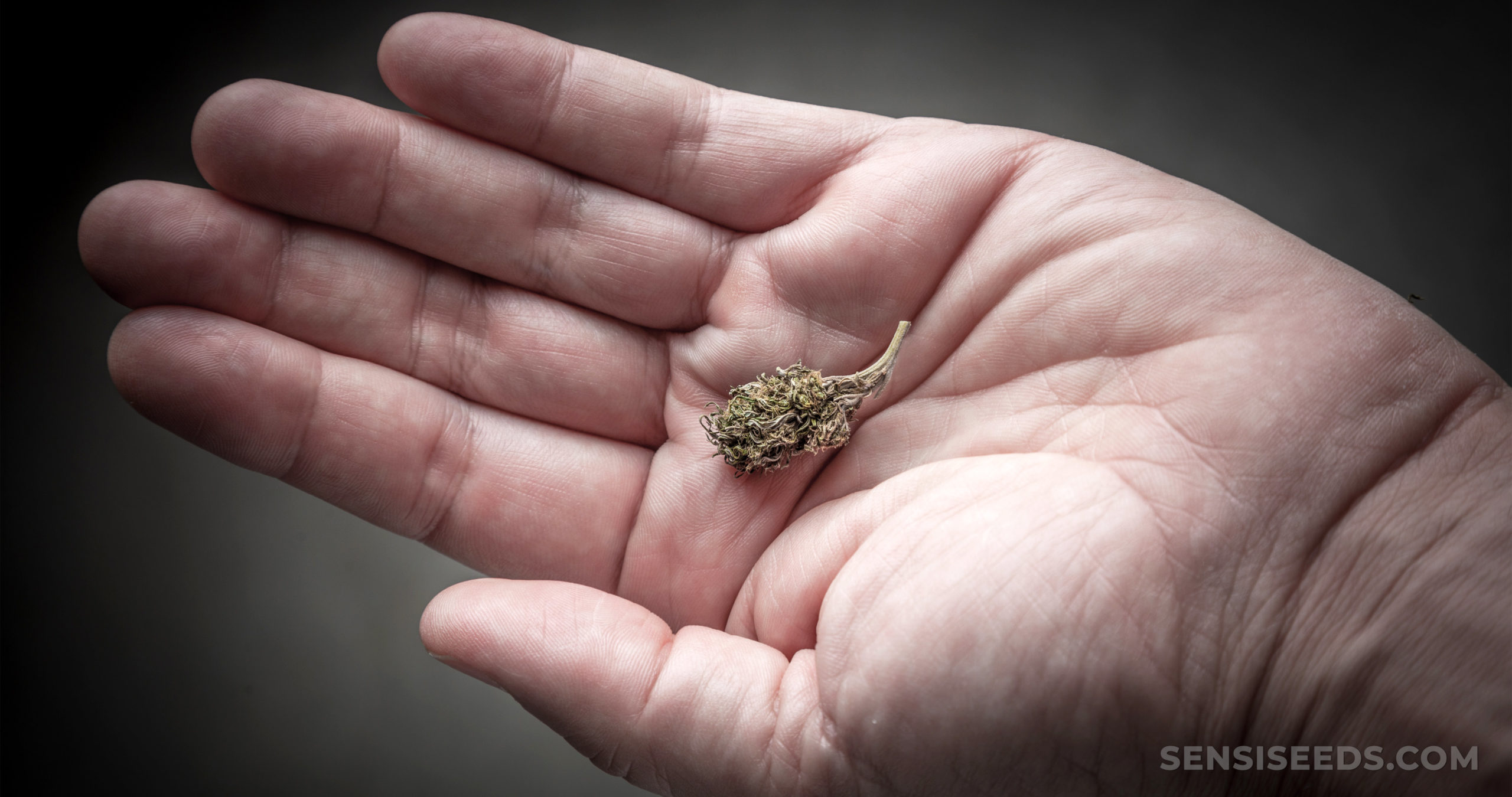 Hand holding a small amount of cannabis flower, representing microdosing cannabis