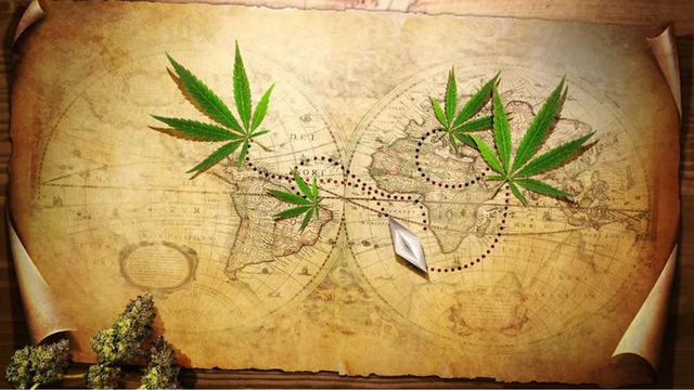 Historic map background with cannabis leaves representing the origins of 420 cannabis culture.