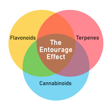 Entourage Effect in Cannabis illustrated with cannabinoids, terpenes, and flavonoids