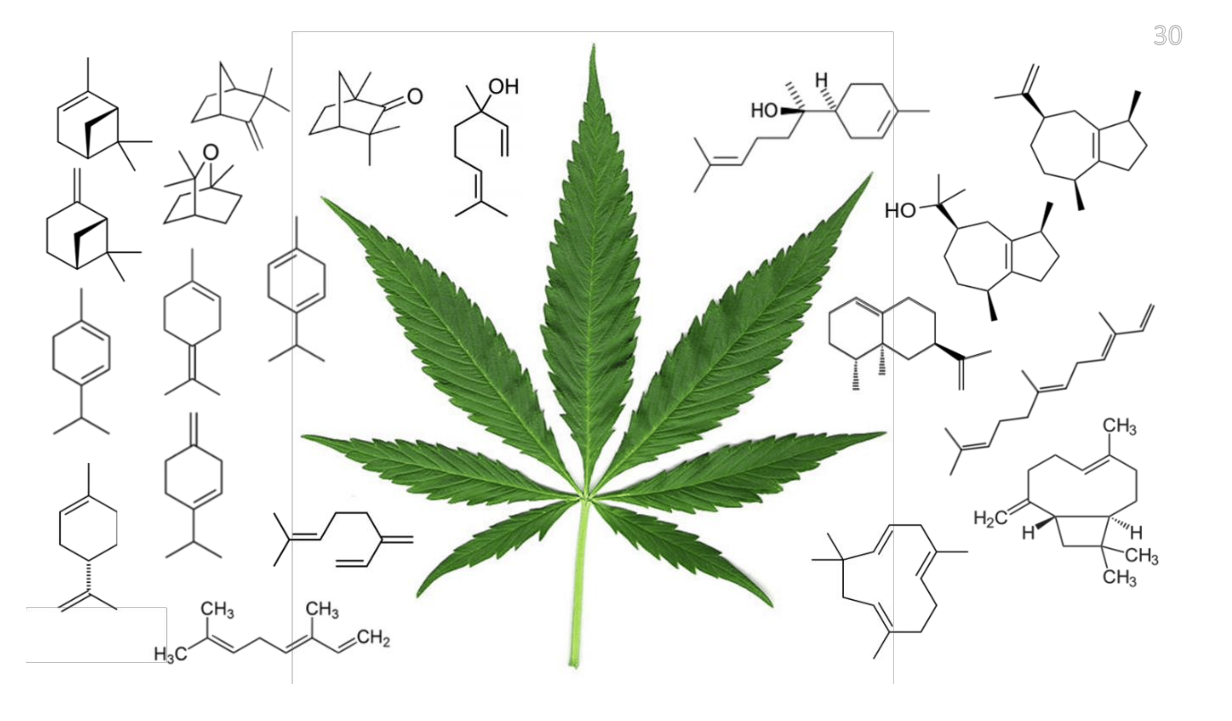 Cannabis leaf illustration with terpene molecular structures around it