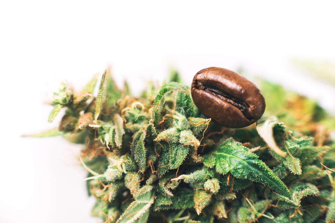 Cannabis and caffeine concept with weed leaf and coffee bean side by side